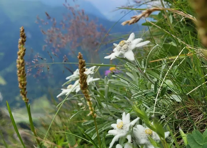 Herzog Apartment Kaprun